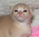 kitten